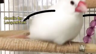 Funny parrot