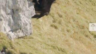 Golden Eagle wants to hunt for chamois on the Alps