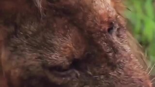 Lions hunts and eats his one of favorite Feed |Lions Attack on a Buffalo