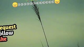 Veriy_best_vedeo_shorts_