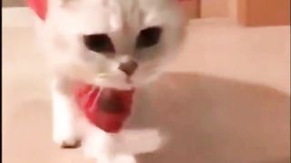 Cute Animals for When You are Stressed
