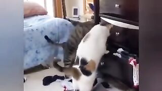Funny animal