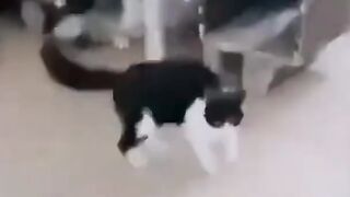 Cat vs Dog Funny Fight video