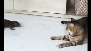 Try not to laugh 2023 best funny videos.