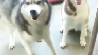 Funniest Animals 2023 ????