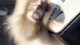 Funniest Animals
