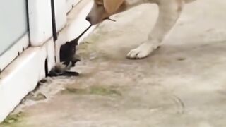 Funniest Animals 2023 ????