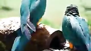 Beautiful Birds