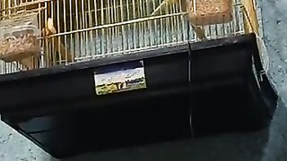 Sparrow voice