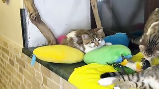 Funniest Animals 2023 ????