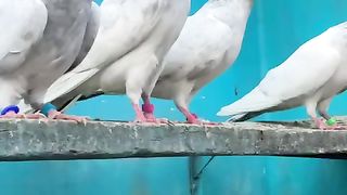 Pakistan high flyer pigeon of lahore