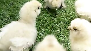 Hen Chicks