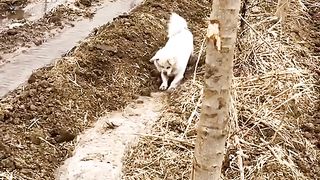 Funniest Animals 2023 ????