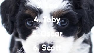 Dog names