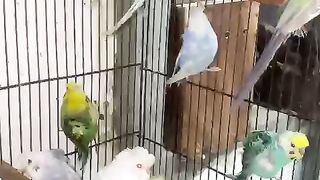 Beautiful Birds ❣️