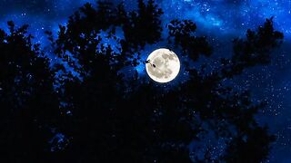 Moon shots natural videography best shots of moon
