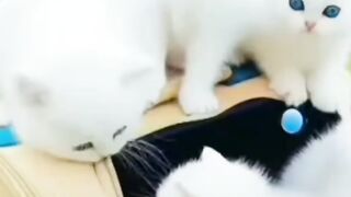 Катята