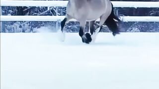 Конь