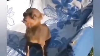 Приколы над Живтными