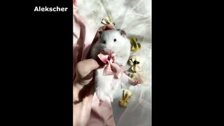 Хрюкающий ХОМЯК....