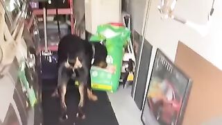 капец палевный)