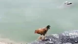 funny animals 3