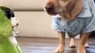 funny animals 2022 2