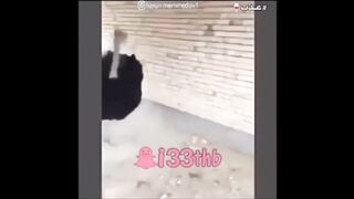 funny animals 2022 4