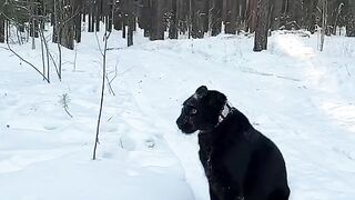 животние 2