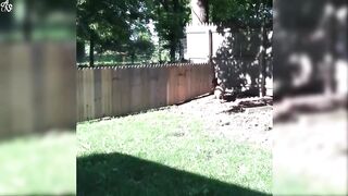 Try Not To Laugh Watching Funny Animals Compilation | Funniest Animals Vines 2019