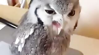funny birds