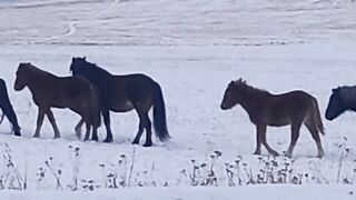 Домашние животные 4