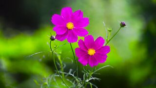 природа 3