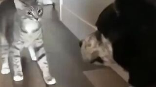 СмотретьКот и собачка