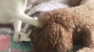 Смешные наши друзья домашние