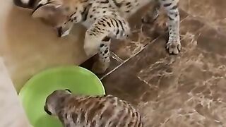 самые смешные животные
