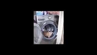 Коты смешнюньки