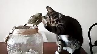Друзья наши младшие