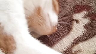 Cat????