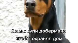 кто хочет такого дбермана?)