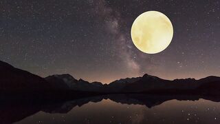 Wildlife Moon shining stars