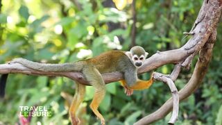 Amazon_Rainforest___The_World_in_4K___Travel___Leisure(1080p).