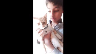 Cute cat