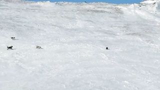 Look soon!!! Wolverine vs. A pack of dogs is resting aside. Video 2023