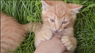 Cute cat.