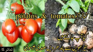 ٹماٹر آلو potatos  &  tomatos