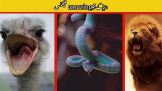 5 amazing facts in urdu|smilexyz