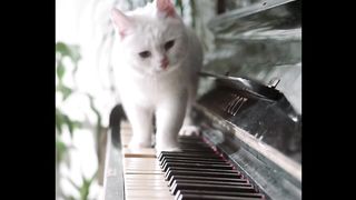 Cuty white cat