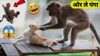 Monkey vs dog real fight | funny dog vs monkey video l funny video l comedy videos