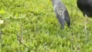 Bird trap easy homemade online